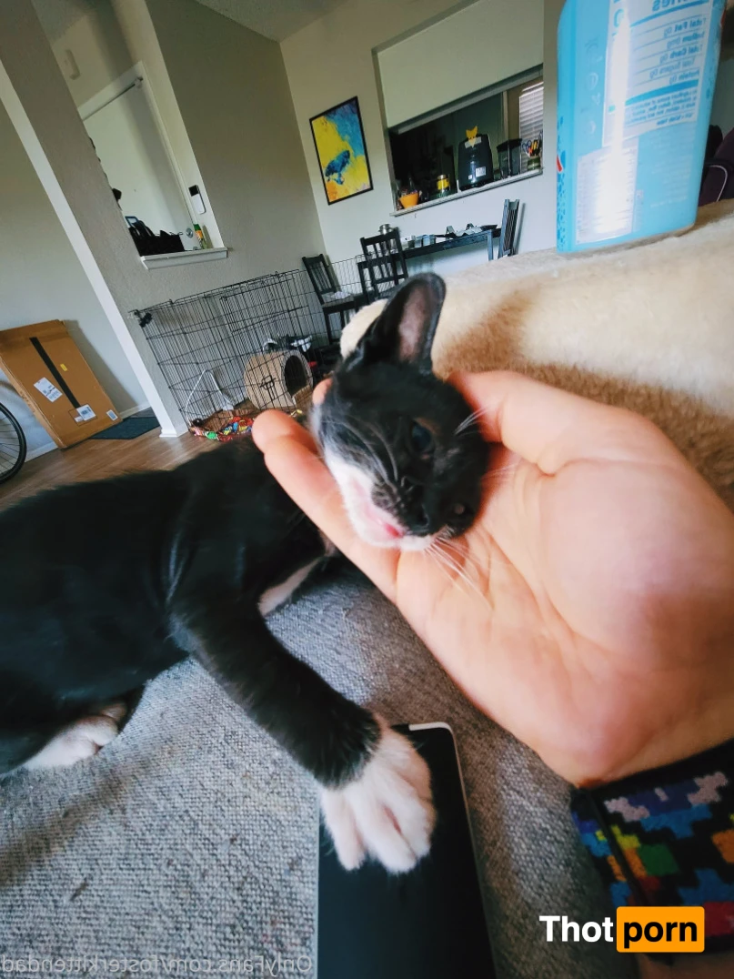 Foster Kitten Dad 16324717