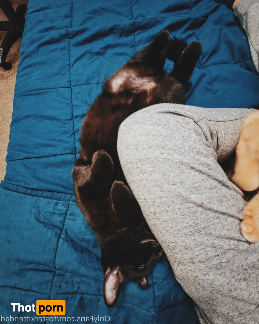 Foster Kitten Dad 16324735