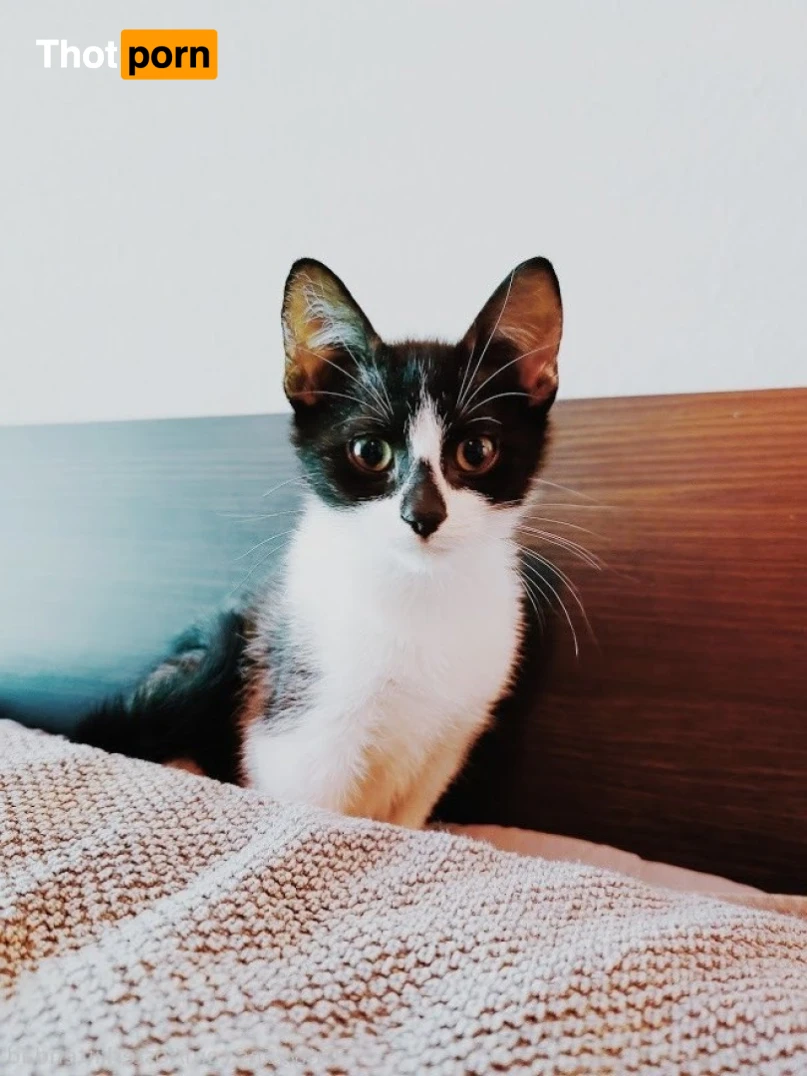 Foster Kitten Dad 16324780