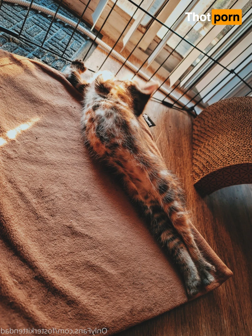 Foster Kitten Dad 16324819