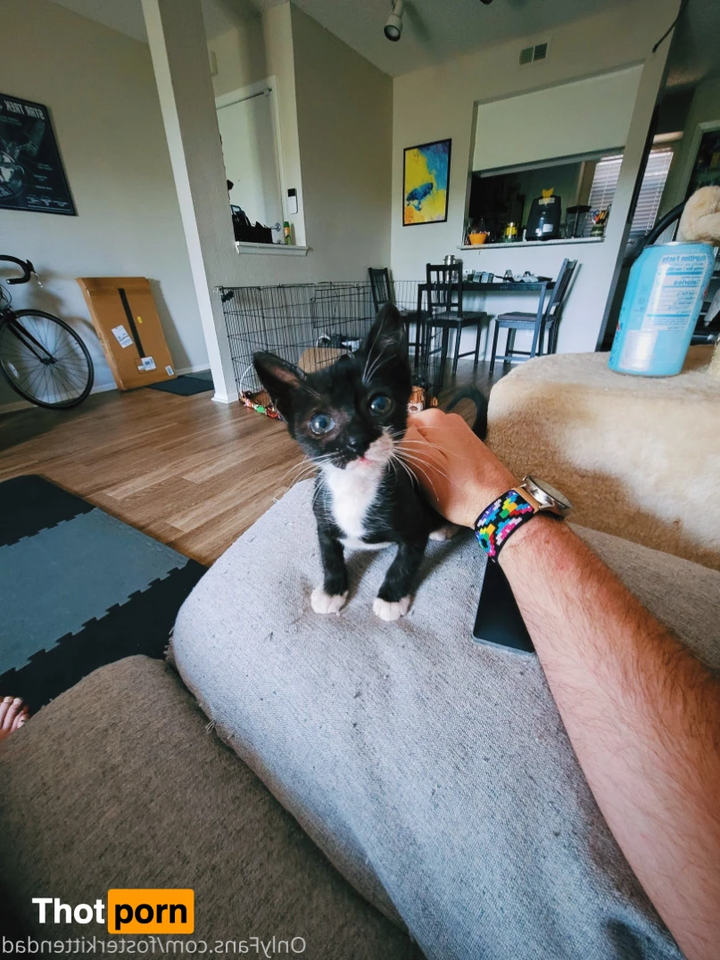 Foster Kitten Dad 16324851