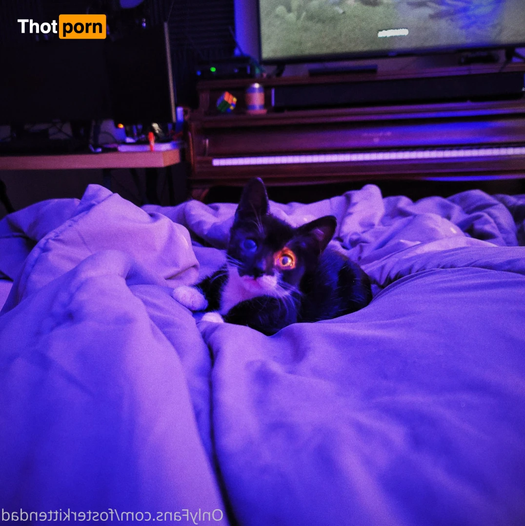 Foster Kitten Dad 16324873