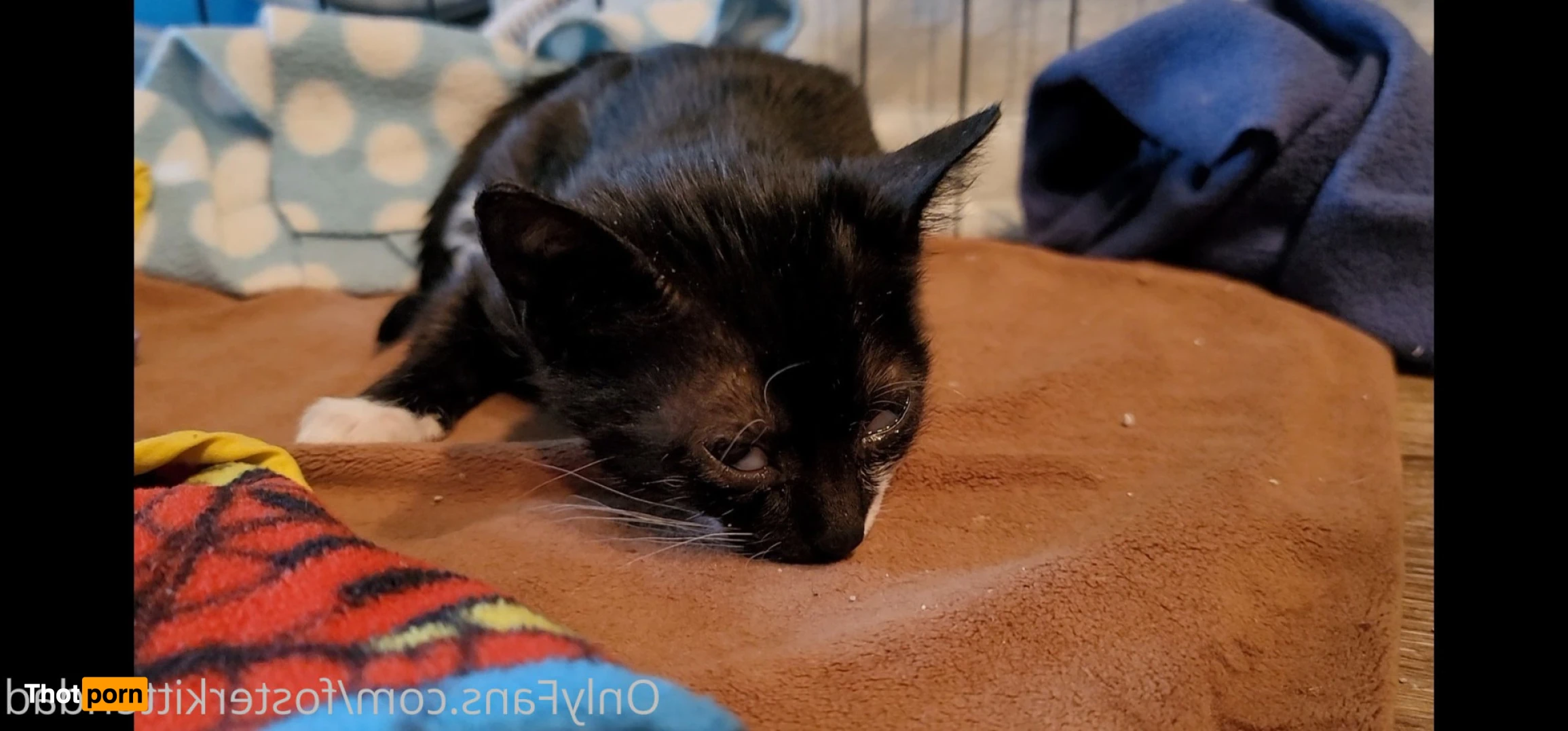 Foster Kitten Dad 16324893