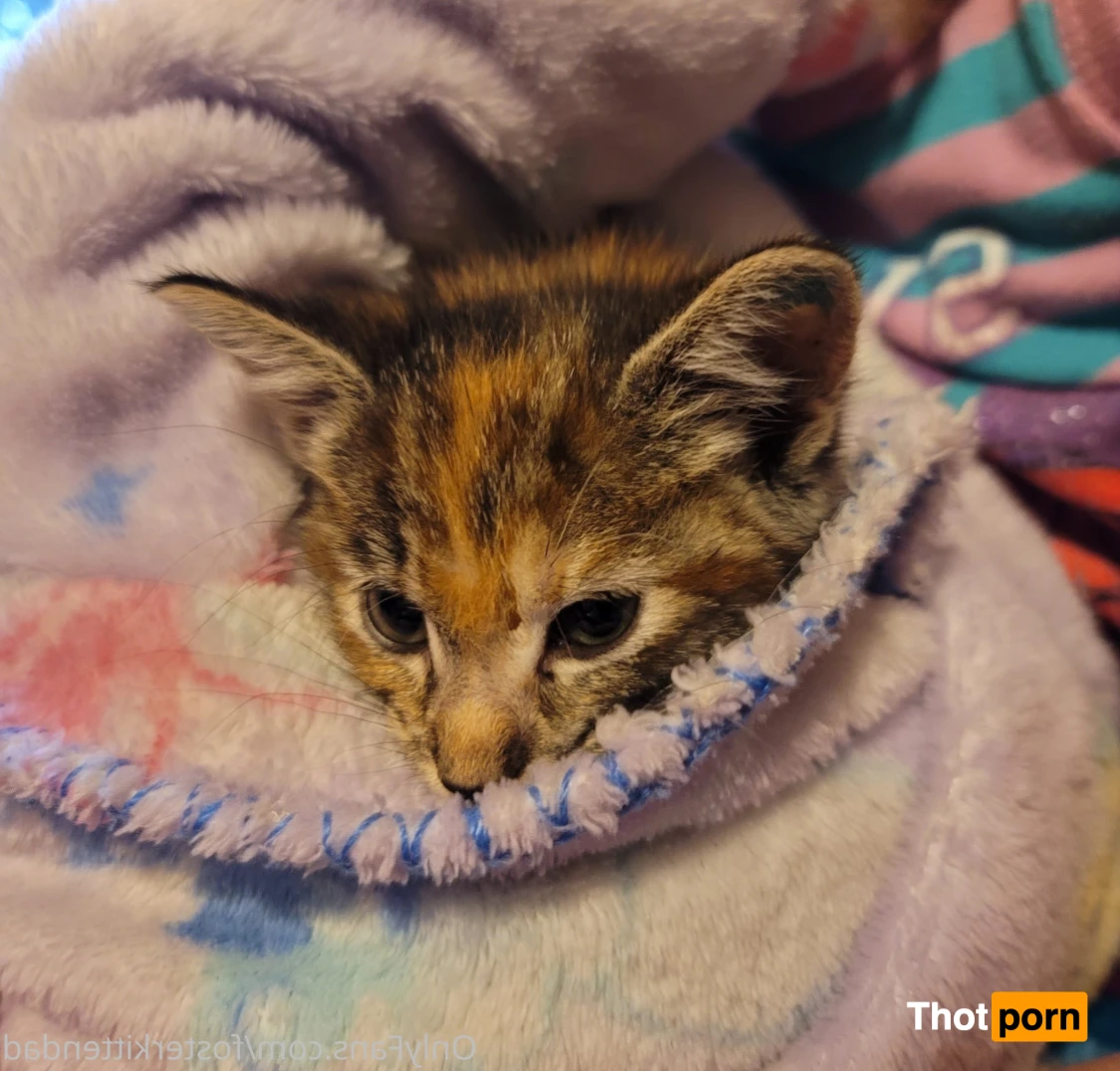 Foster Kitten Dad 16324914