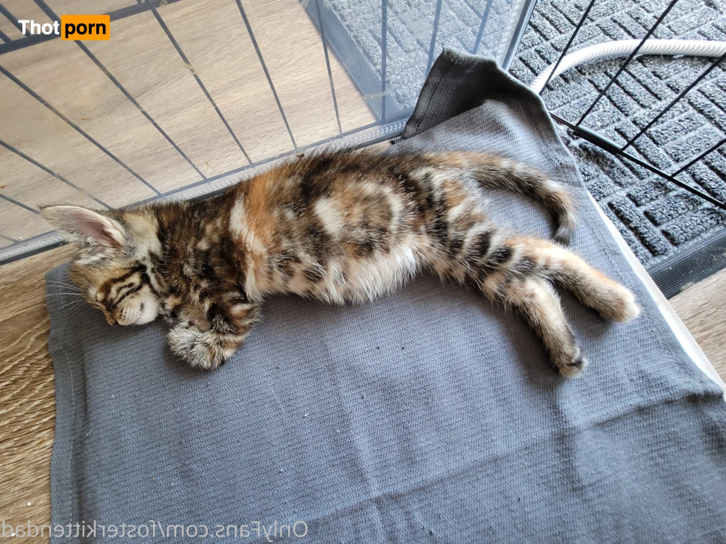 Foster Kitten Dad 16324929