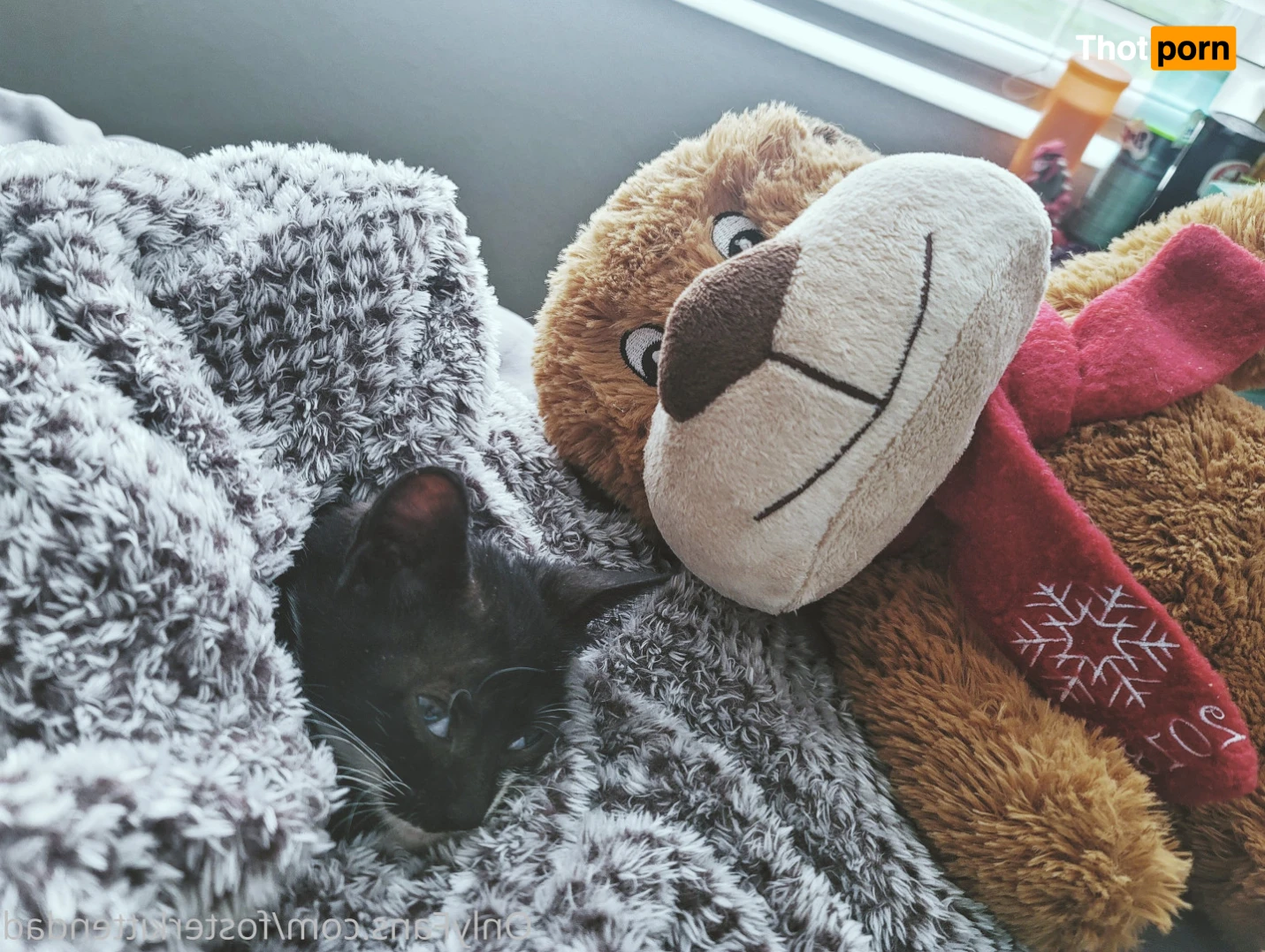 Foster Kitten Dad 16324972