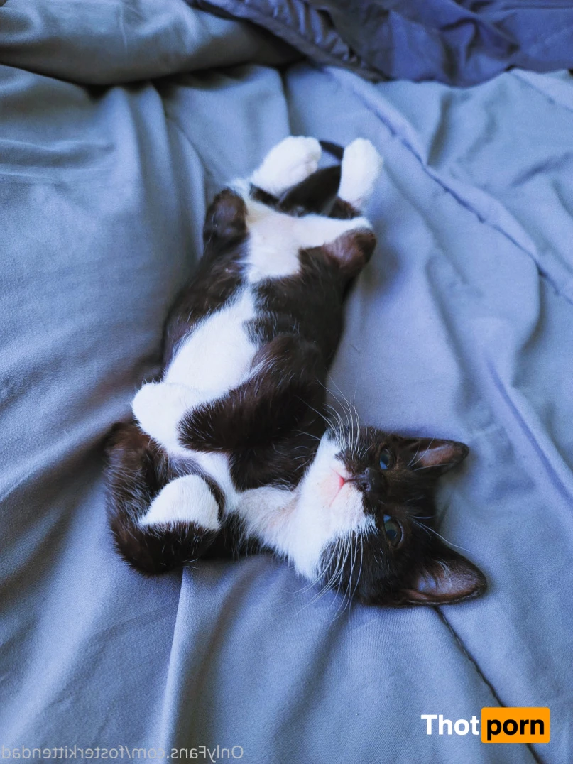 Foster Kitten Dad 16325009