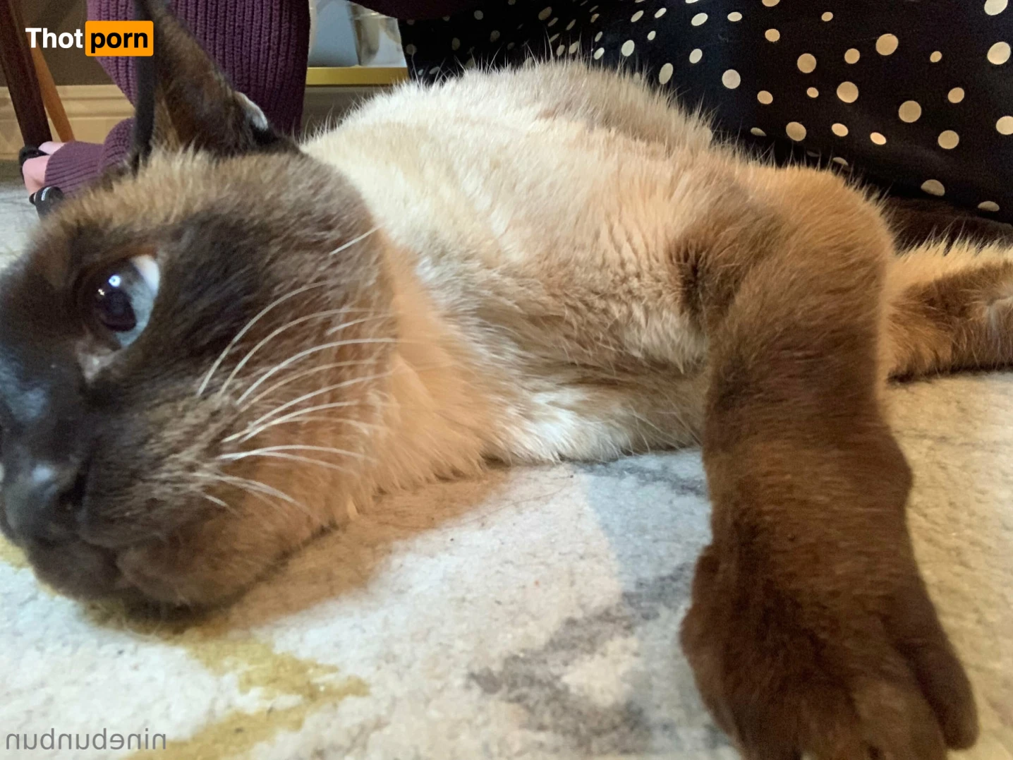 Bunbun ~ FREE! 16261655