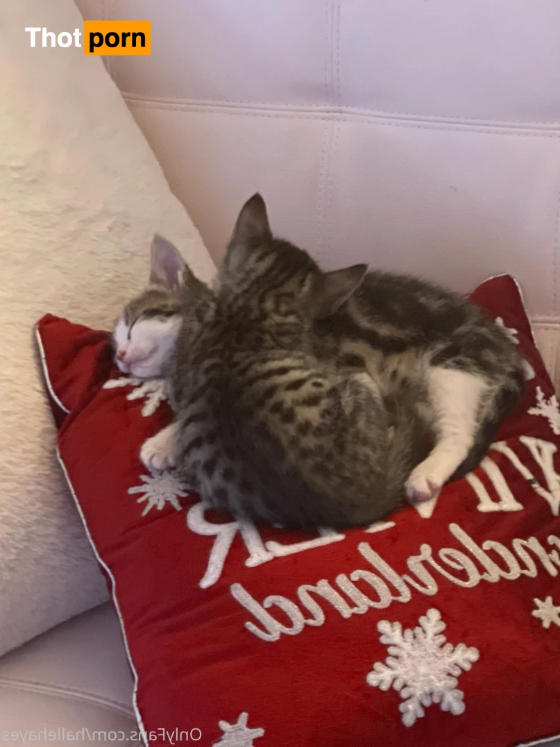 Goddess Halle Hayes 15555911