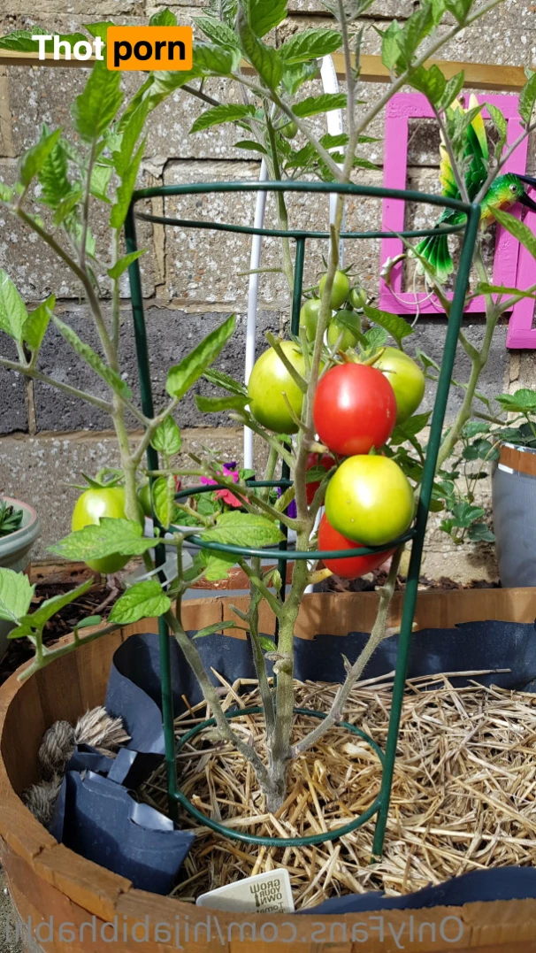 Hijabi Bhabhi 15315183