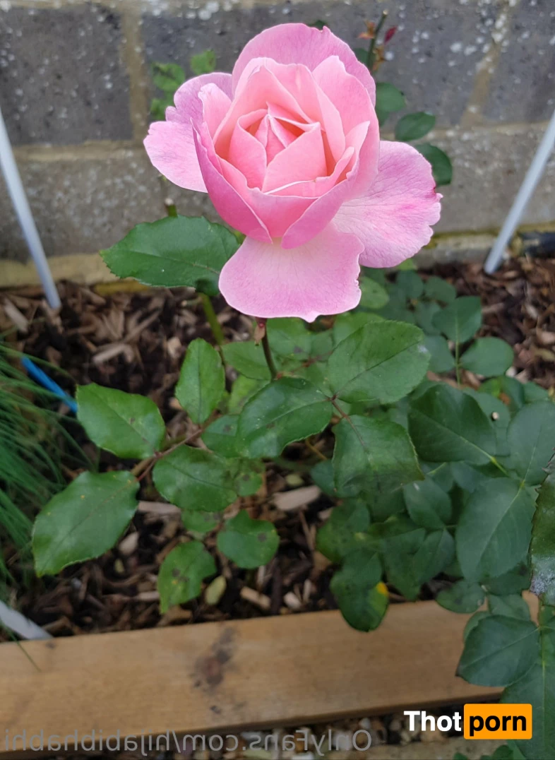 Hijabi Bhabhi 15315220