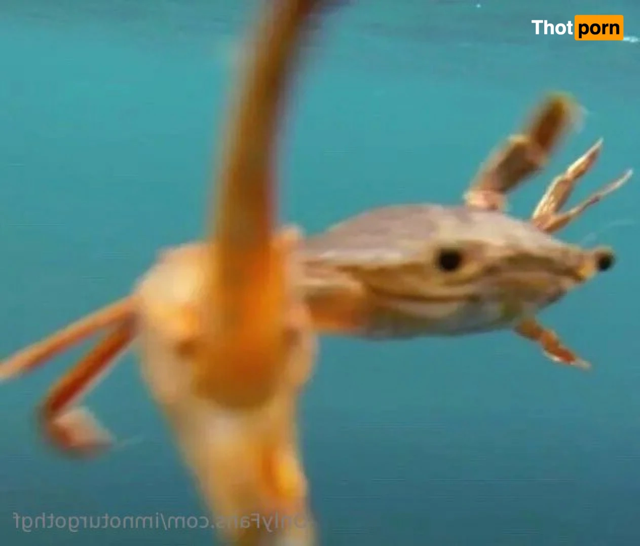 𝔫𝔬𝔱𝔲𝔯𝔤𝔬𝔱𝔥𝔤𝔣 14471170