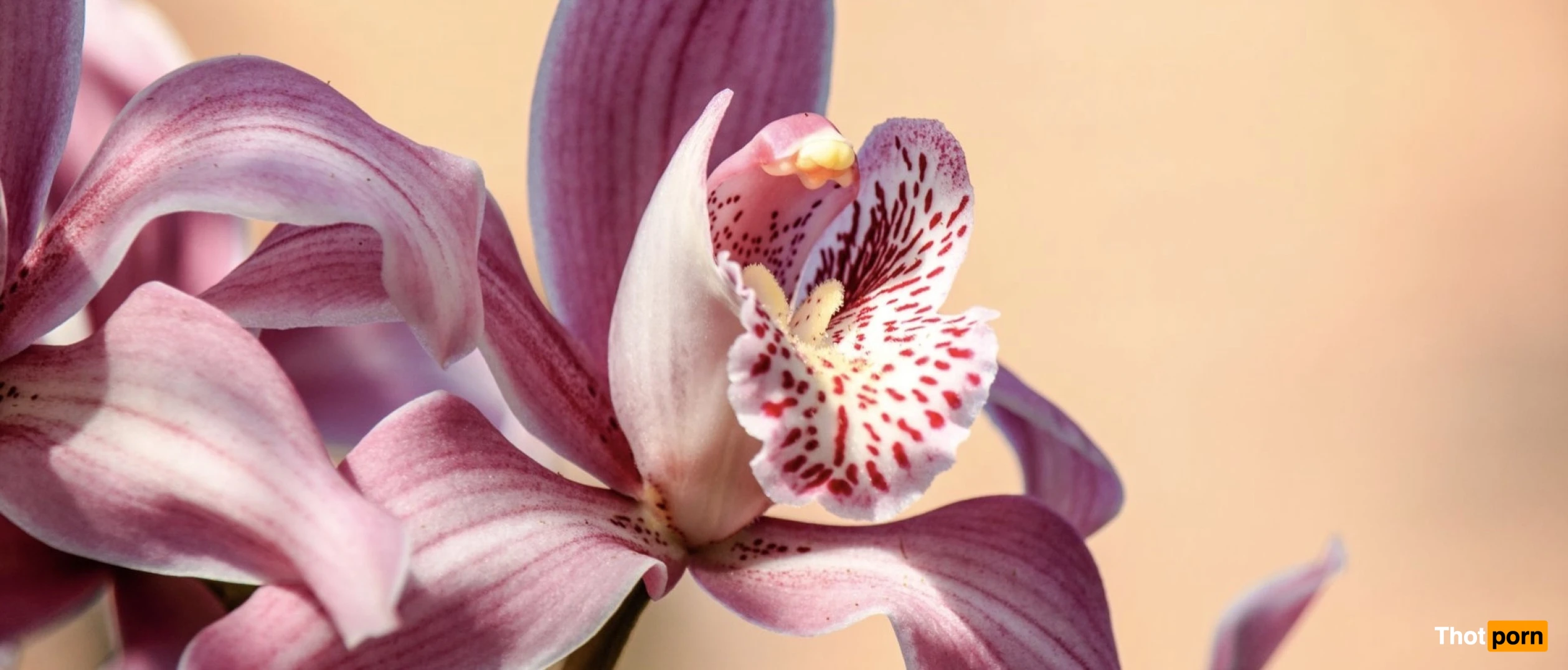 Jackie AlderXXX 14039052