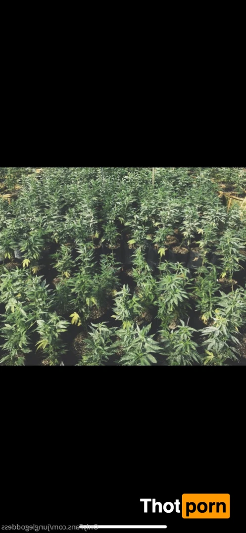 Jungle Babi 12730049