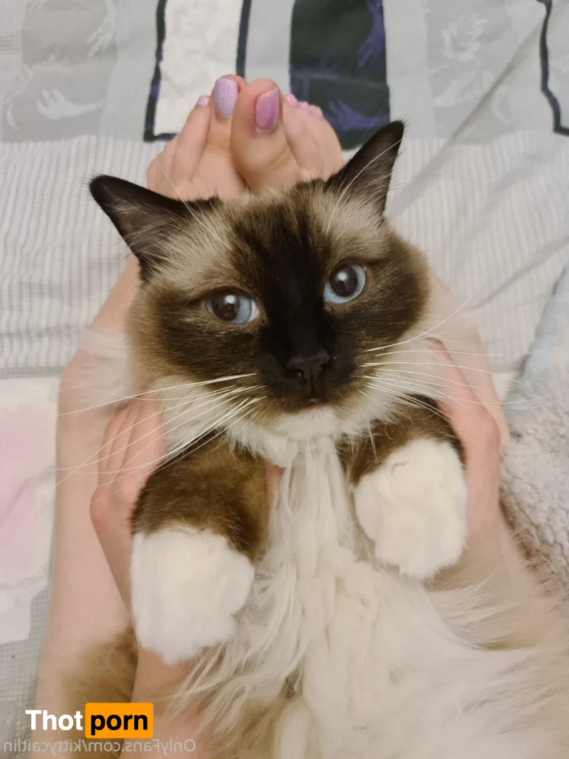 Kitty Caitlin 16509142