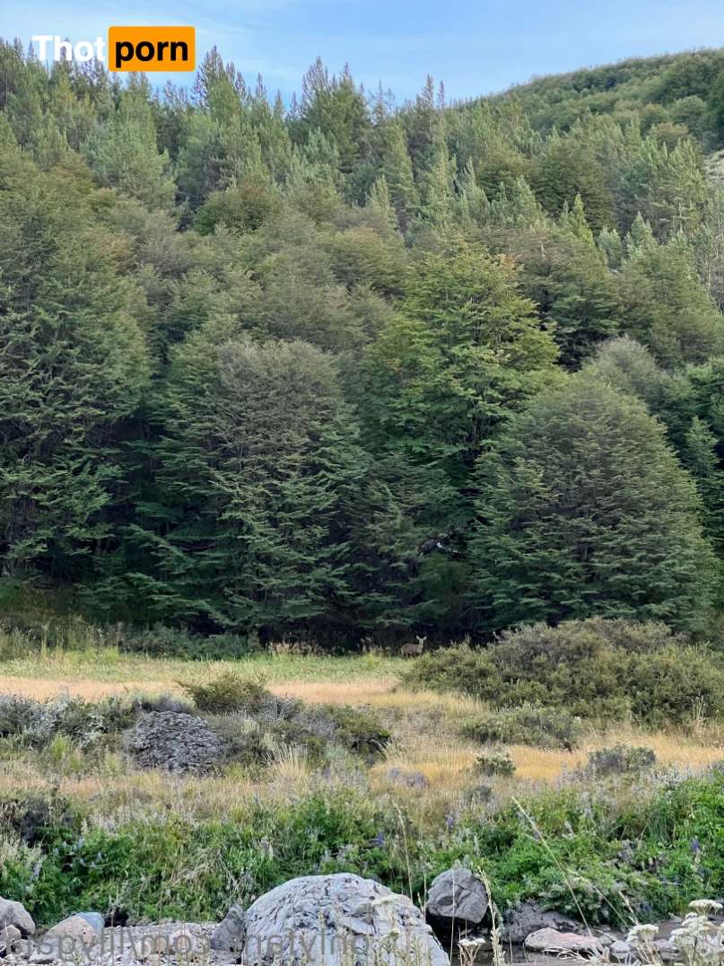 Lily ❊ 70% OFF! 13783286