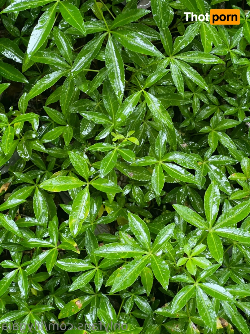 Lily ❊ 70% OFF! 14028725