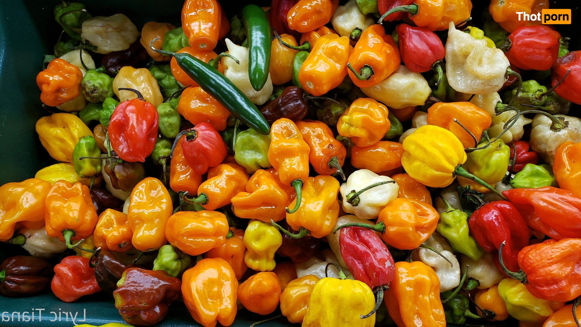 🌸Lyric Tiana🌸Top Creator🌸 14507980