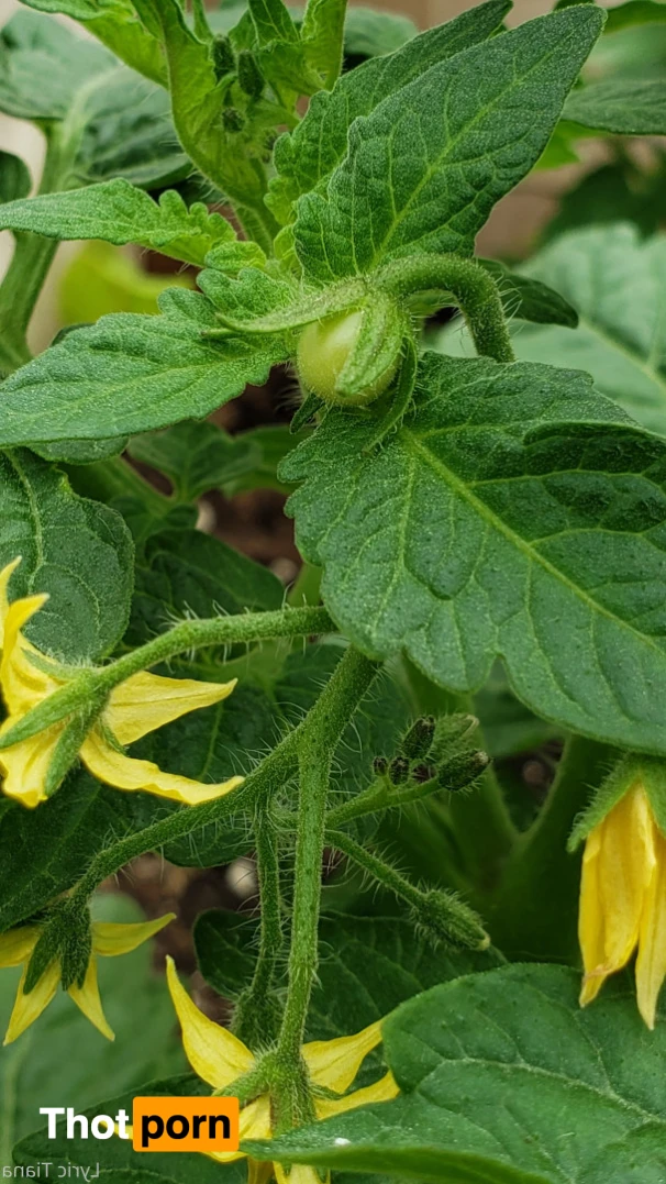 🌸Lyric Tiana🌸Top Creator🌸 14508289