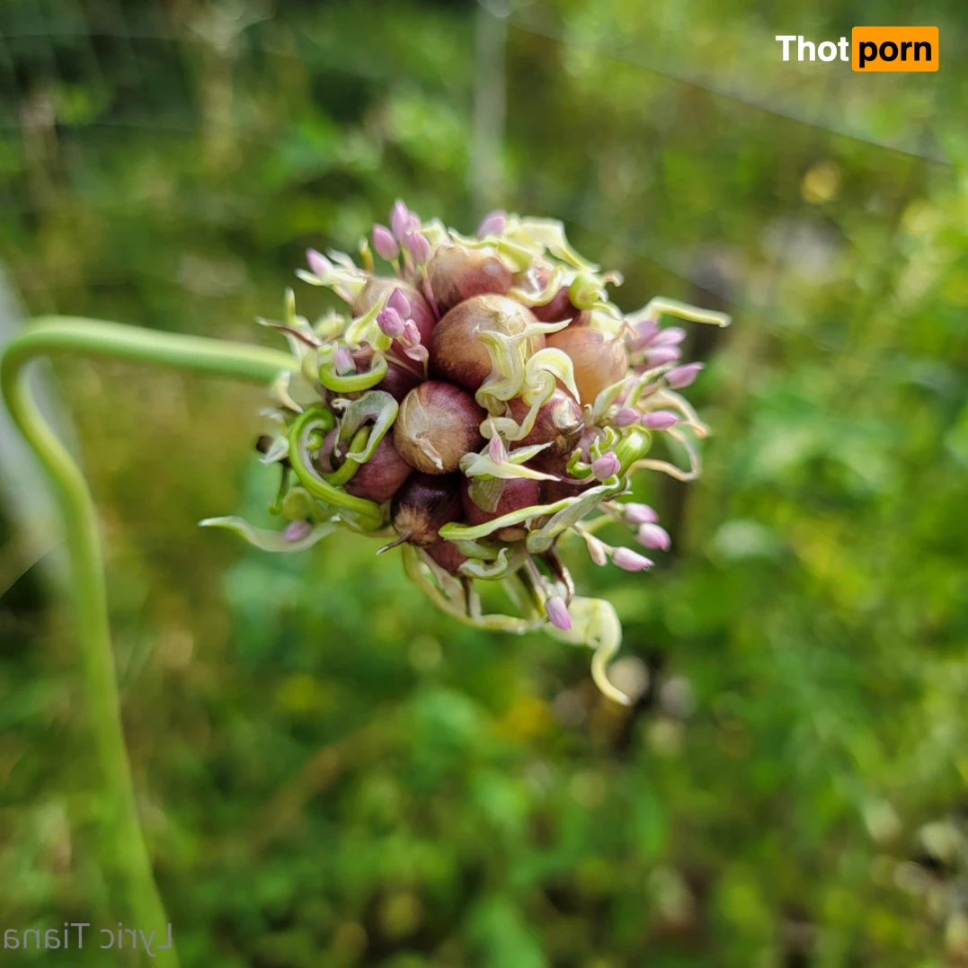 🌸Lyric Tiana🌸Top Creator🌸 14508741