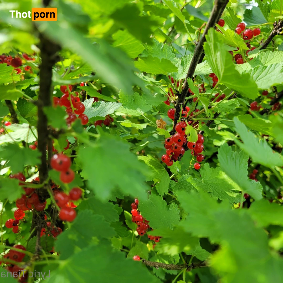 🌸Lyric Tiana🌸Top Creator🌸 14508948