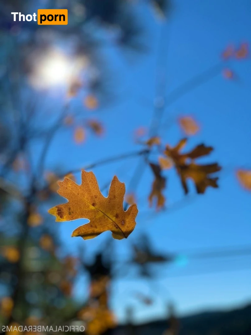 Amber Adams 15645040