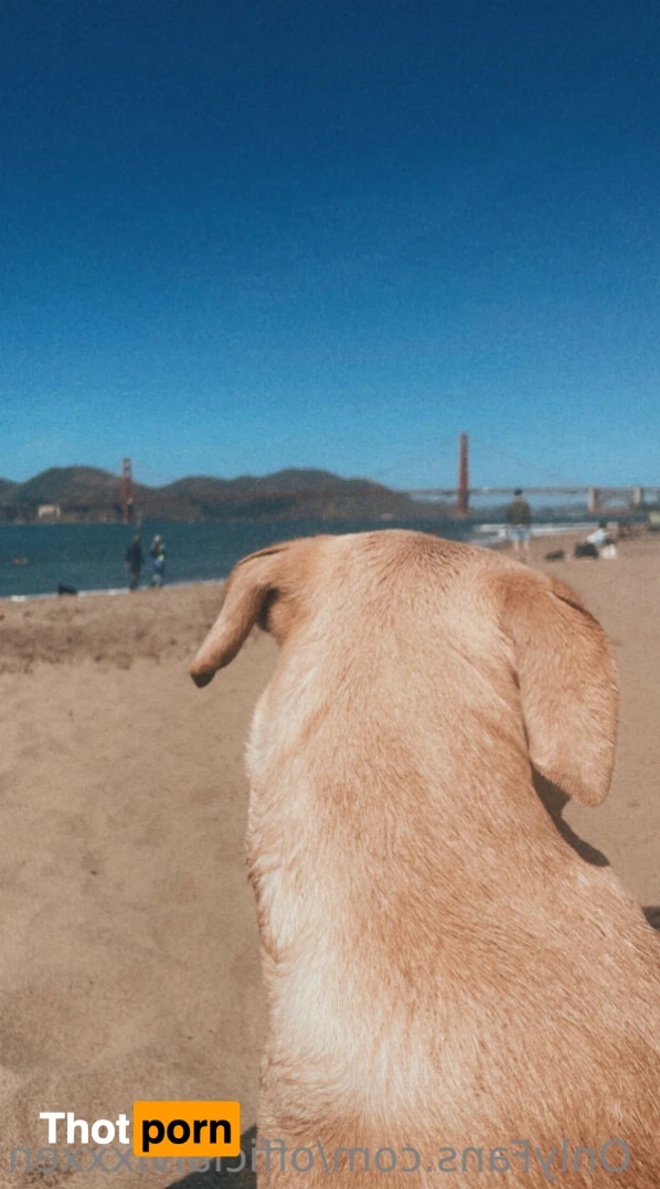 Veronica Vixen 15622868