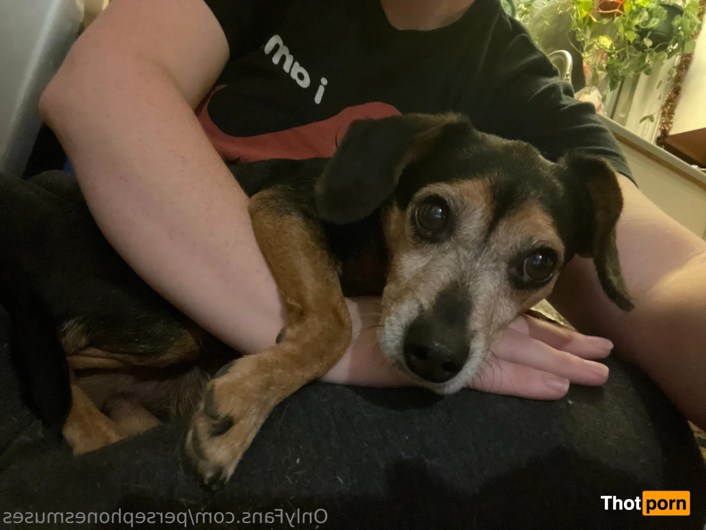 Perse ✨💗 14963419