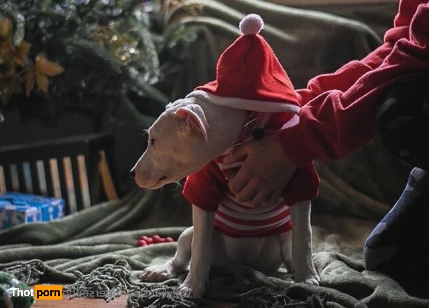 Perse ✨💗 14963520