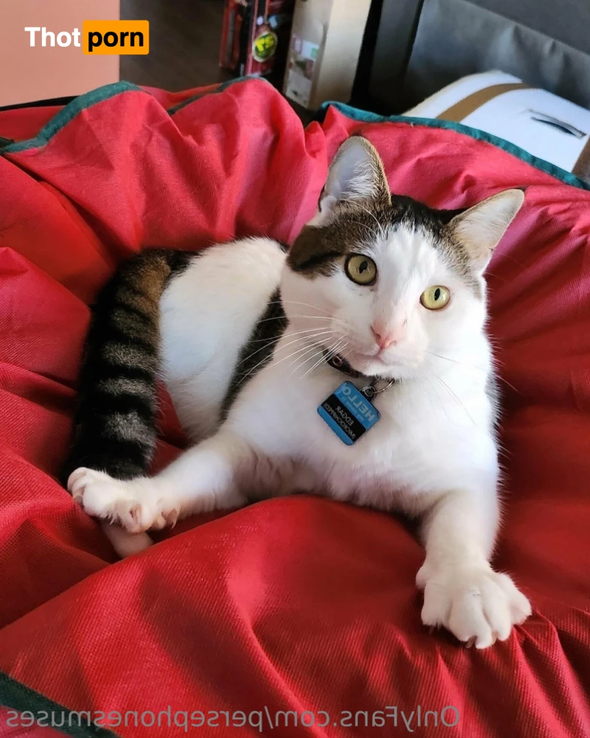 Perse ✨💗 14963618