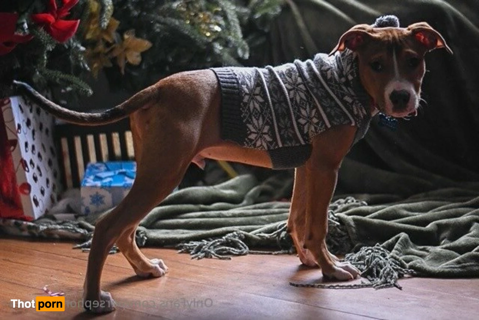 Perse ✨💗 14963709