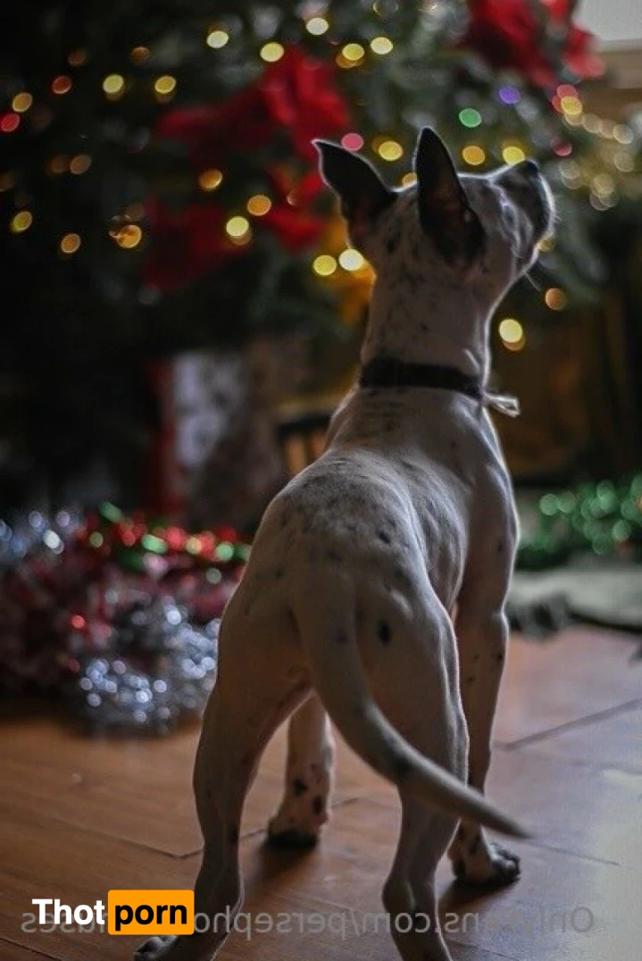 Perse ✨💗 14964006