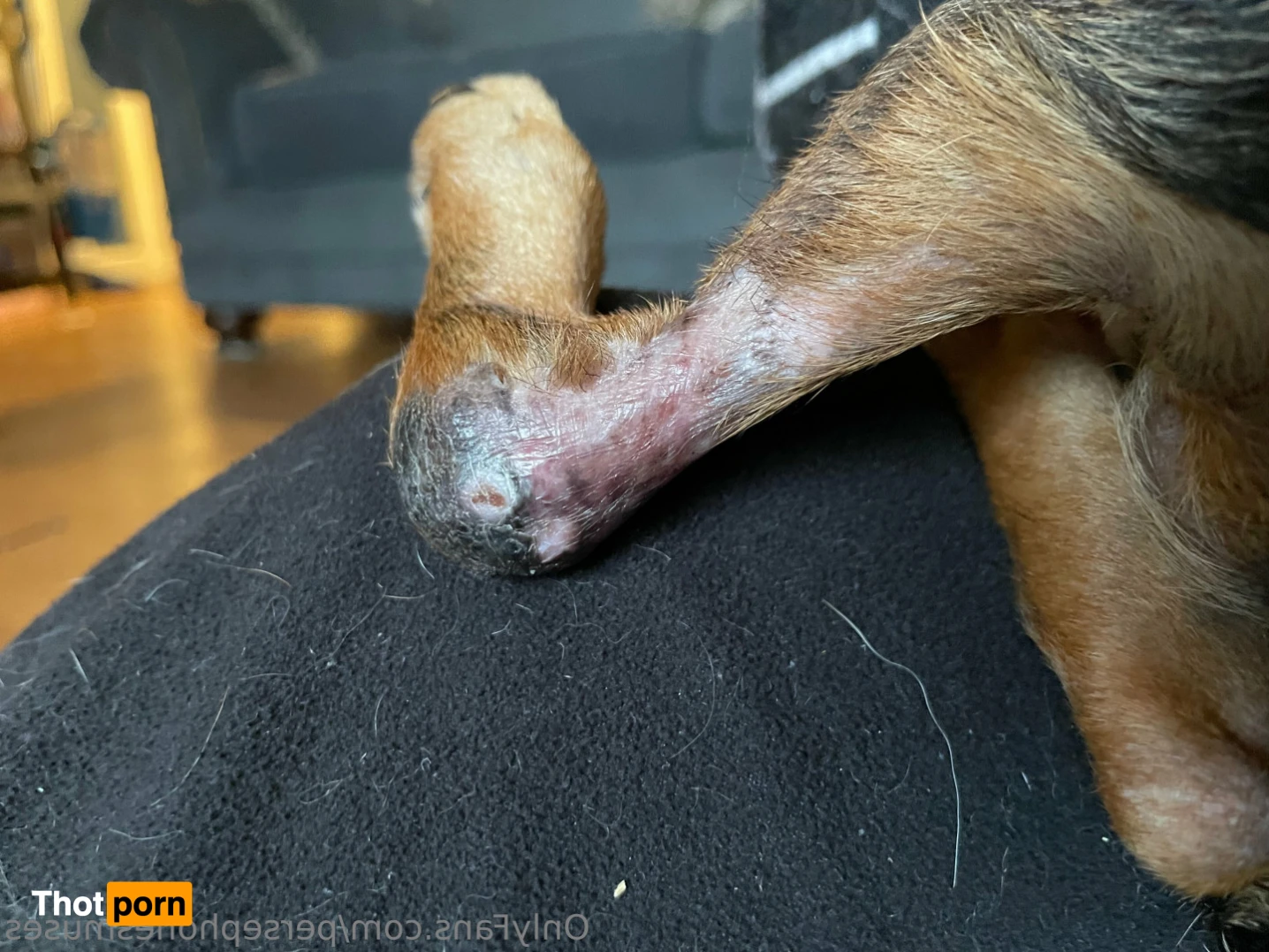 Perse ✨💗 14964007