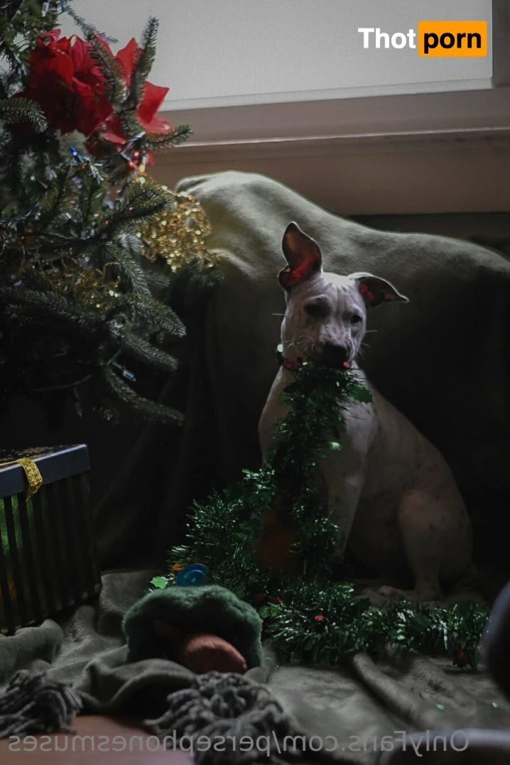 Perse ✨💗 14964136