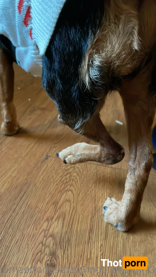 Perse ✨💗 14964138