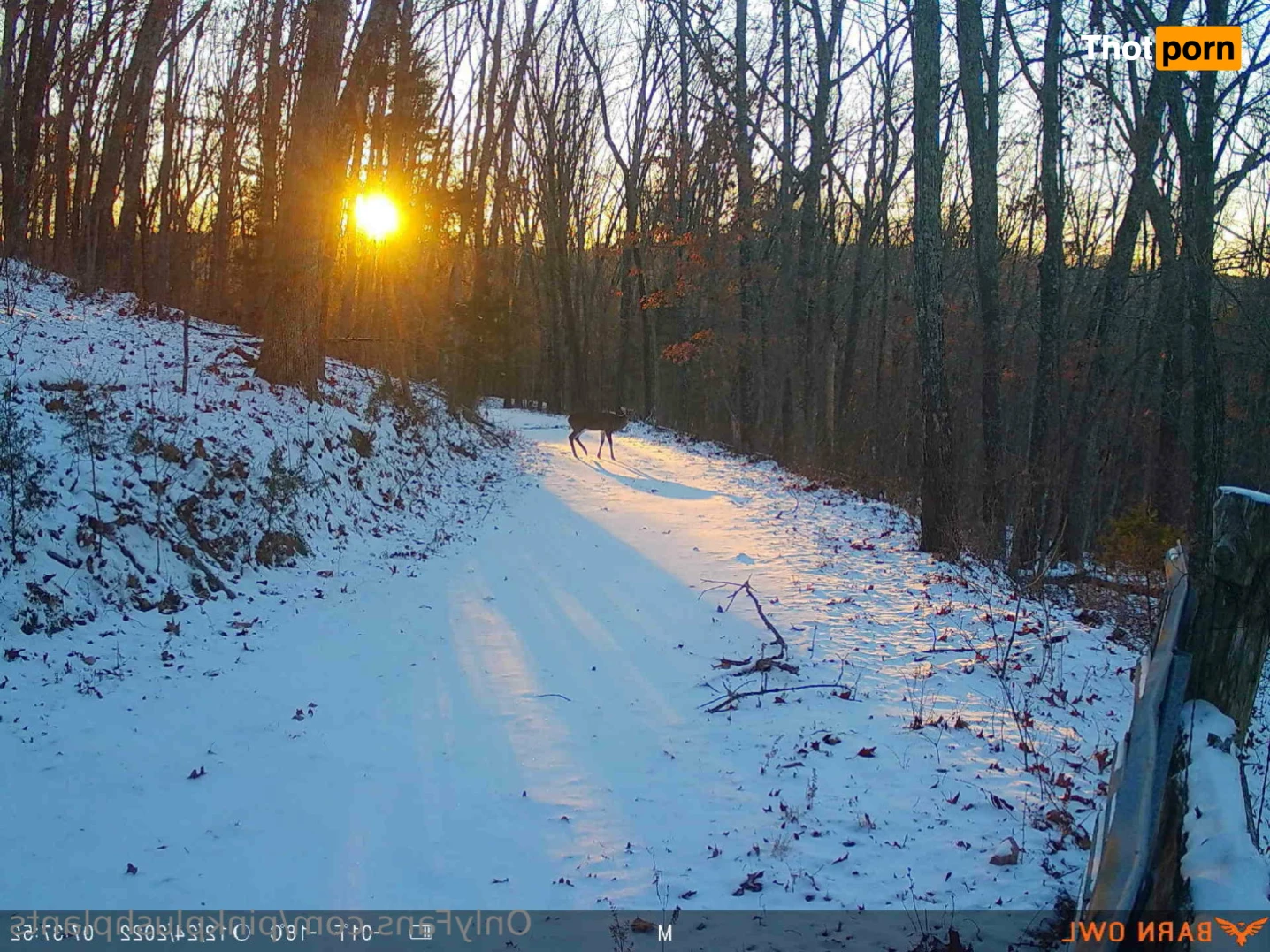 PinkPlushie 11071706