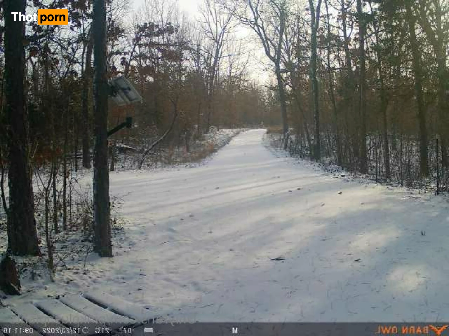 PinkPlushie 11075931