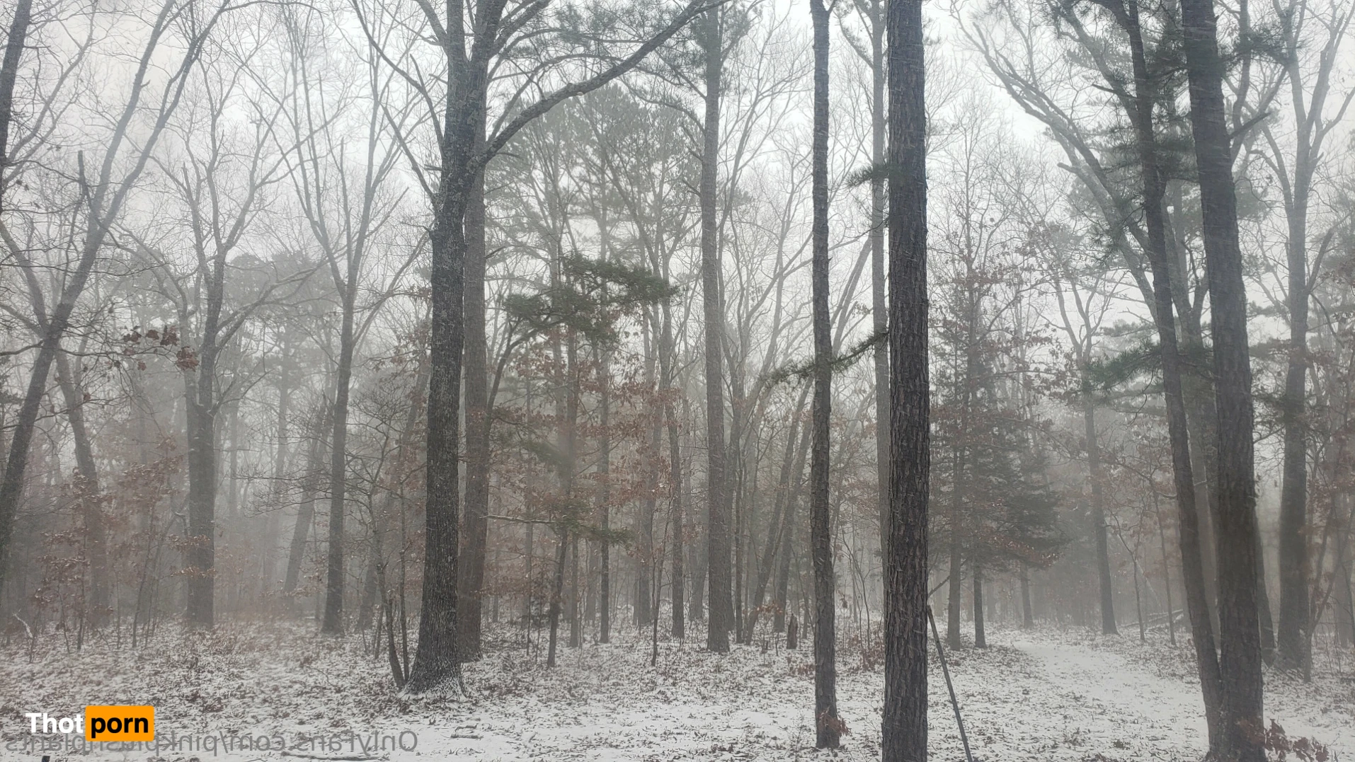 PinkPlushie 14845847