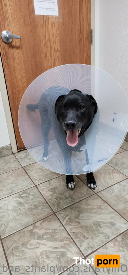 Plants and Piercings 14748577