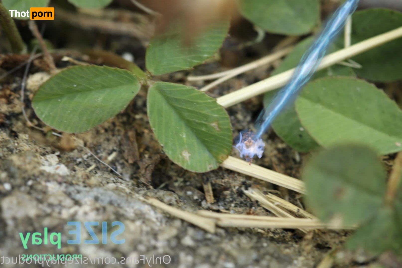 SIZEplay Productions 16439893