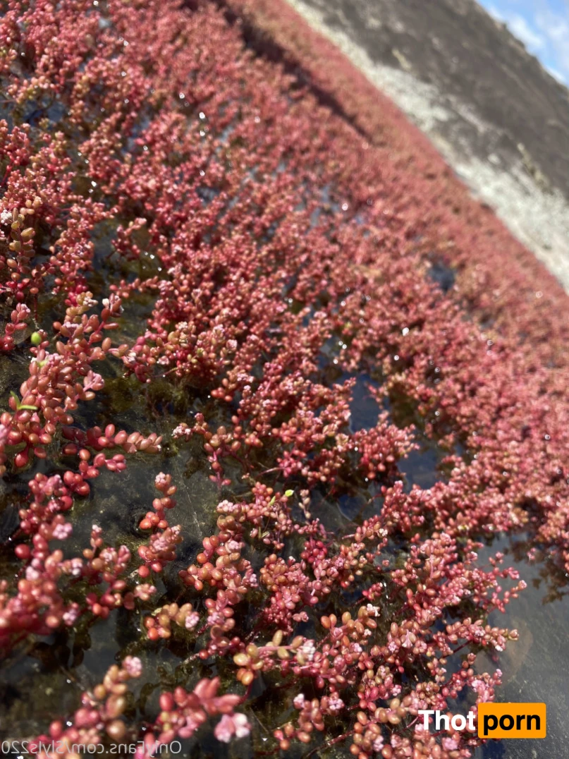 Sly Diggler 16413854