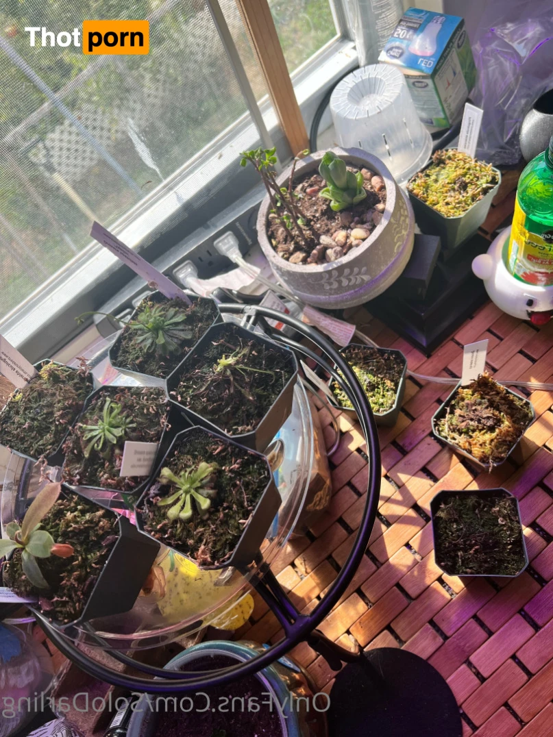 Solo Darling 16282463