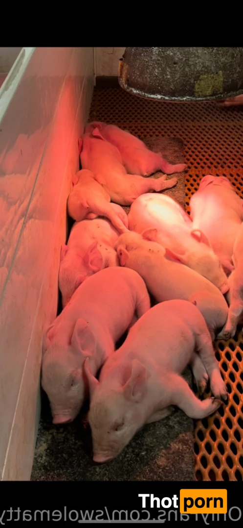 ThePecKing 👑 15733888