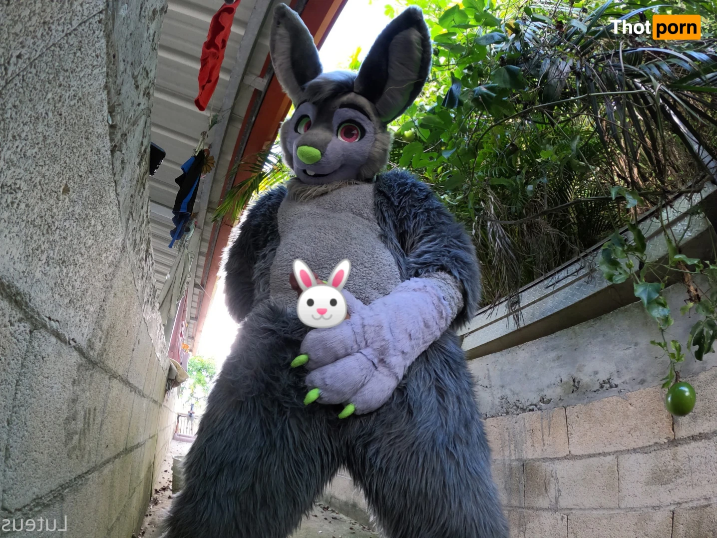 Luteus_free 14065939