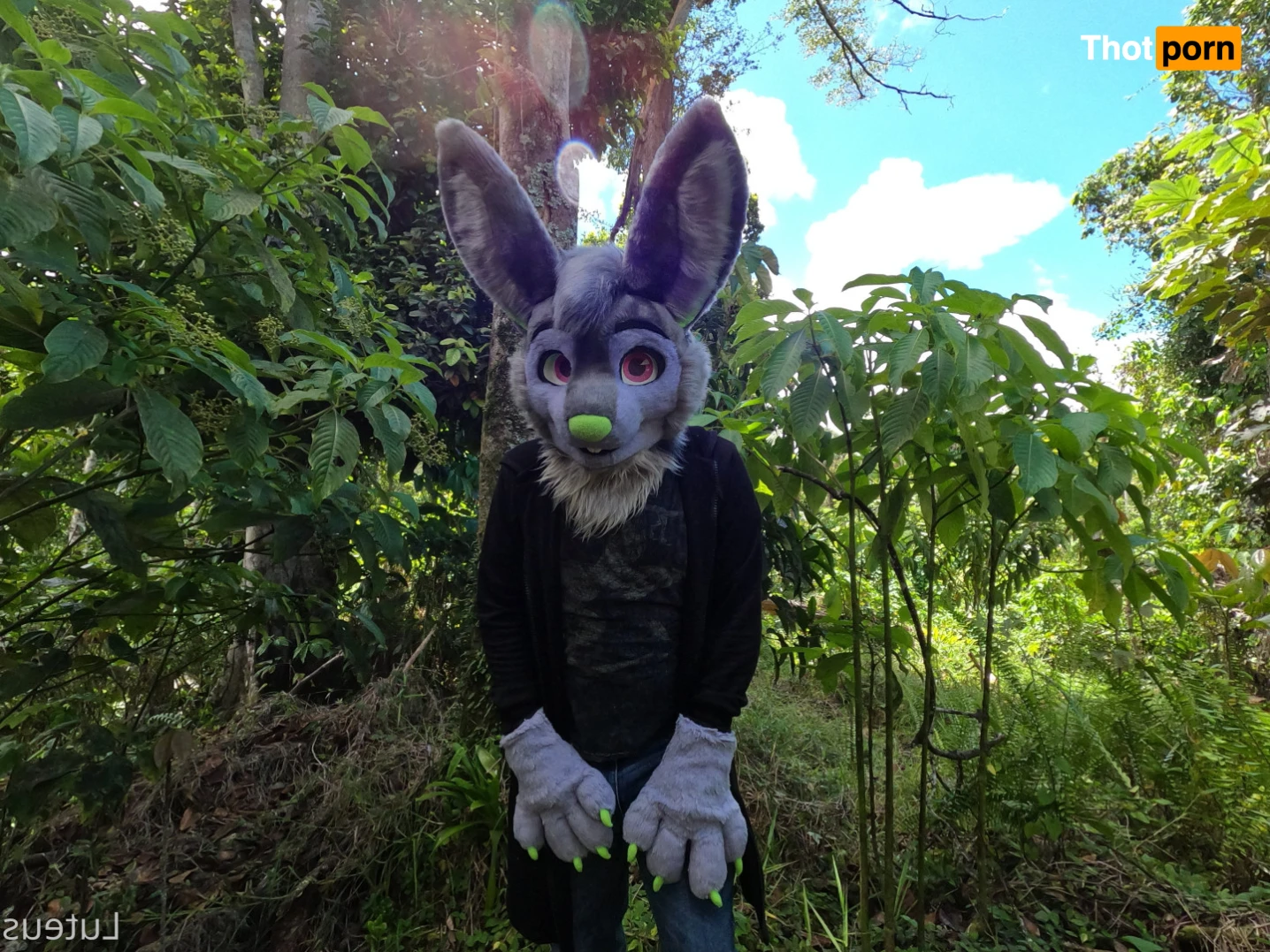 Luteus_free 14066053