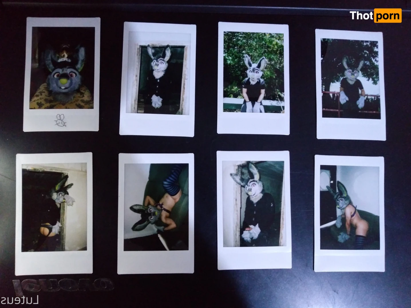 Luteus_free 14066300