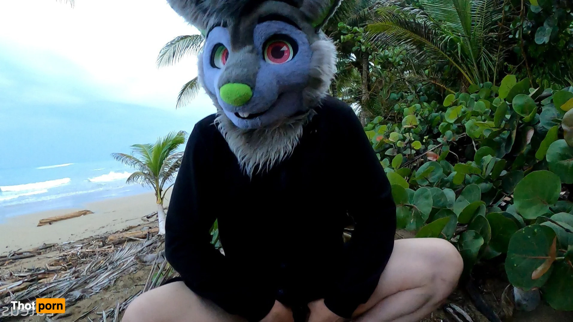 Luteus_free 14066421