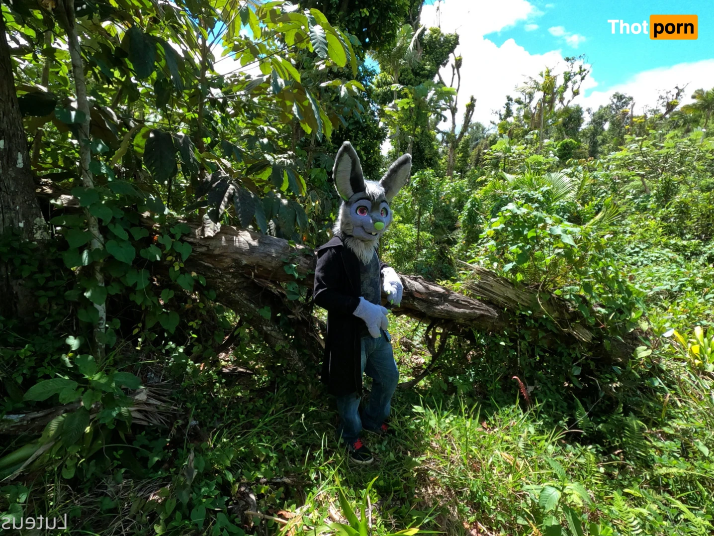 Luteus_free 14067146