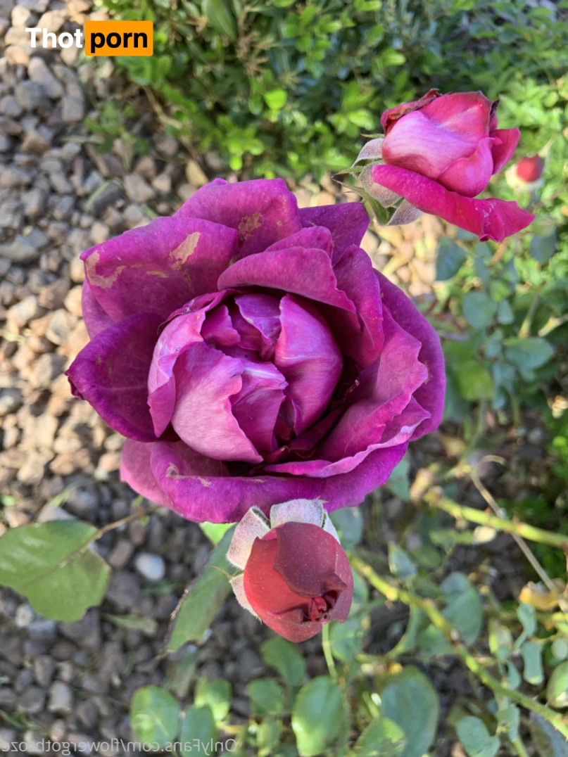 flowergothroze 13273216