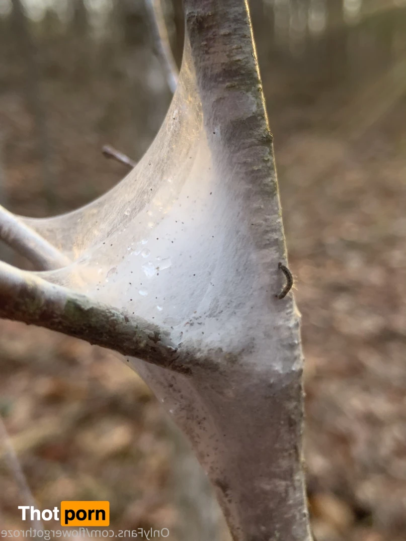 flowergothroze 13274545